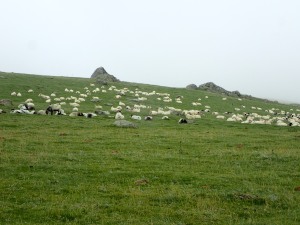 Ovce na Pirenejih