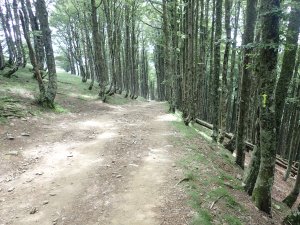 Gozd obspustu s Pirenejev iz Fracije v Španijo proti Roncesvalles 